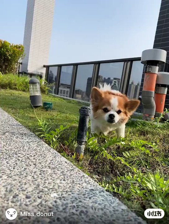Dog short video