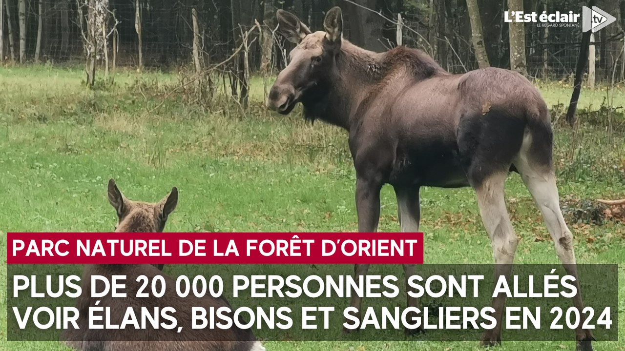Plus de 20 000 personnes en 2024 à l’Espace faune de la forêt d’Orient pour voir 80 animaux