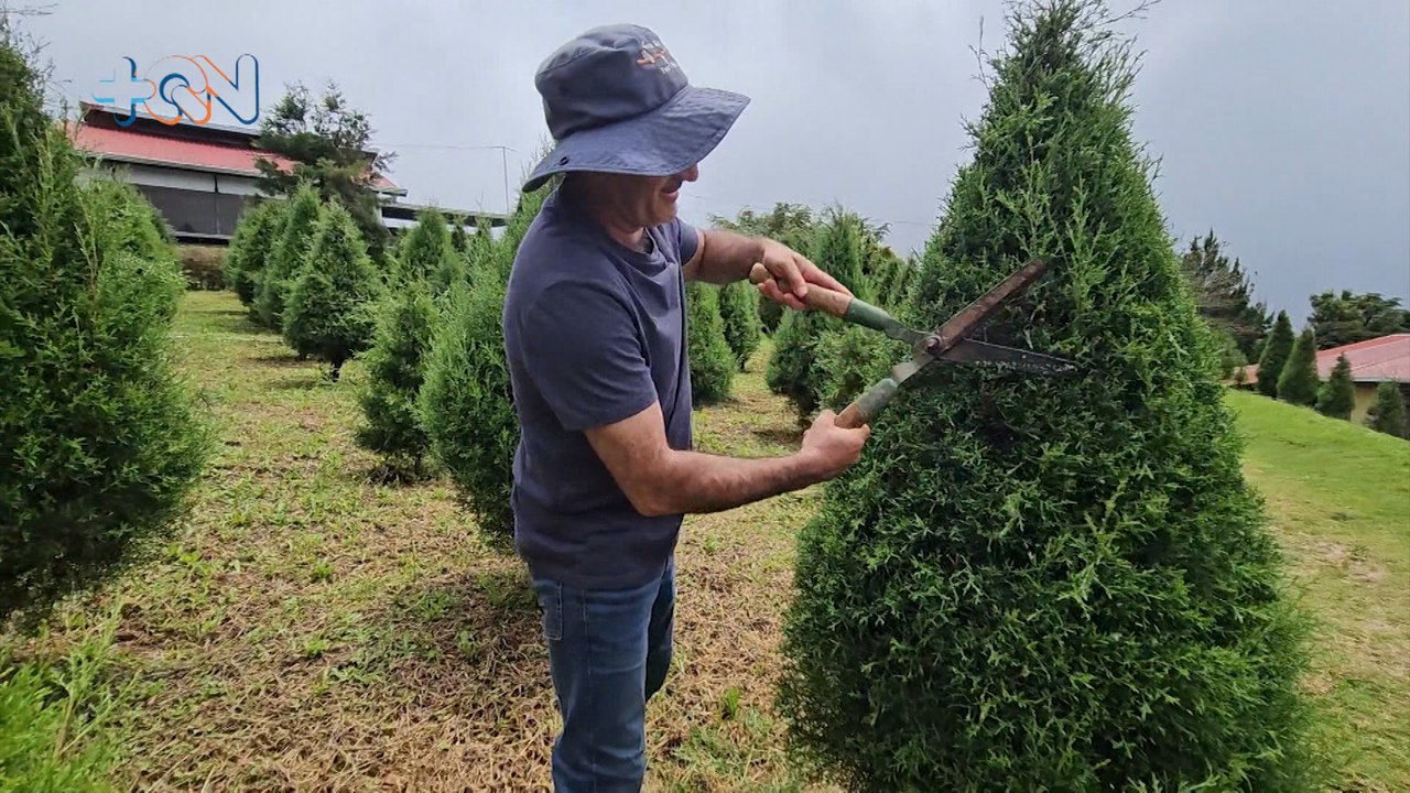 mqn-Arranca en Naranjo el negocio de árbolitos navideños-011124