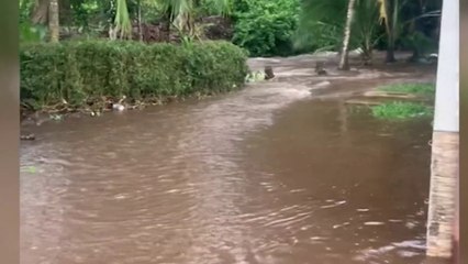 tn7-CNE declara alerta amarilla en todo el país-011124