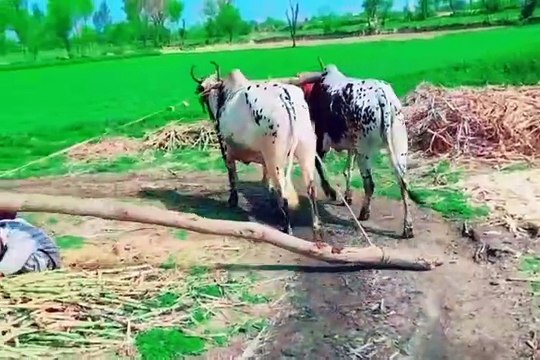 Village Life in Punjab traditional village life old culture Punjabi vlog gaon de Zindagi