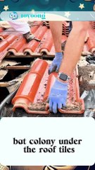 bat colony under the roof tiles #animals #bat