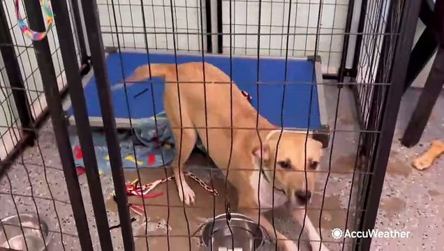 Shelters work to find homes for hundreds of dogs abandoned amid hurricanes