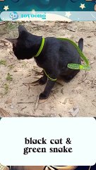 This black cat brave or unaware? #cat #snake