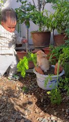 Rabbit love carrot
