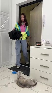 There was no trace of Sonya_s pranks _cat _cats(360P)