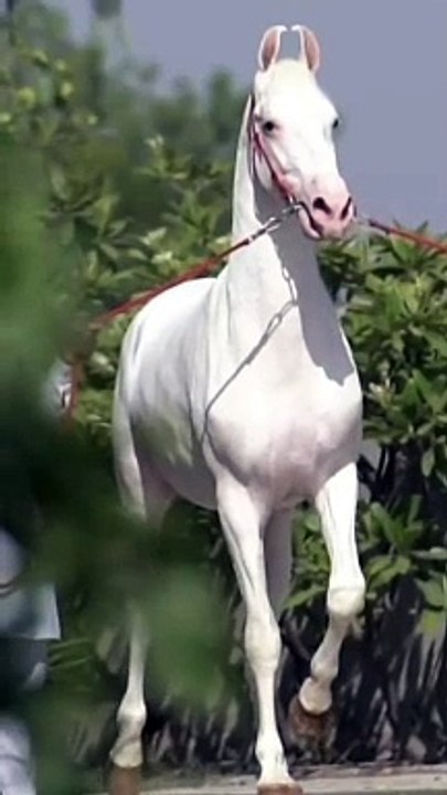 Horse lover's #plz_subscribe_my_channel