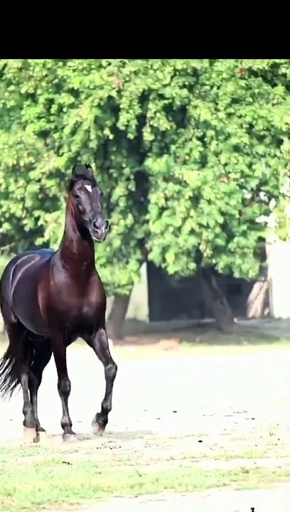 Horse lover's #plz_subscribe_my_channel