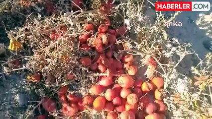 CHP'li Gürer: Sebze Üretim Artışı Tüketiciye Fayda Sağlamıyor