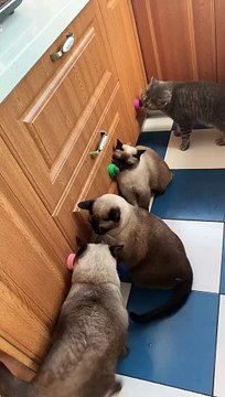 Cat Toys Catnip Ball Toys For Cats Licking – Pawpycup(MP4)