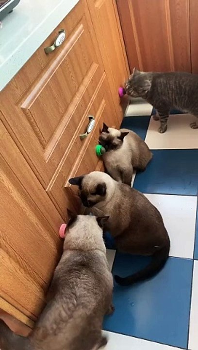 Cat Toys Catnip Ball Toys For Cats Licking – Pawpycup(MP4)