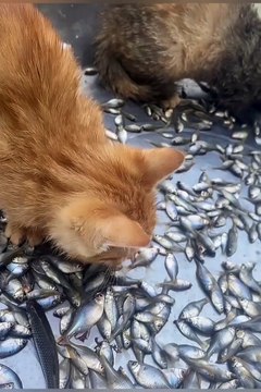 2024 best animals videos #cutecatvideos #funnycatvideos #cuteanimals #funny #reels #shortsvideo #shorts #animal #funny animals #cat #animals #fyp