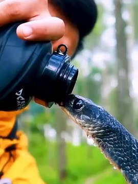 #Travail à très #hauts #risques ‼️ C’est lui qui donnait à #boire ainsi à son #redoutable #reptile et c’est moi derrière la #caméra avec #zoom à fond qui tremblais de #peur #inoubliables #souvenirs tout en #souffrance