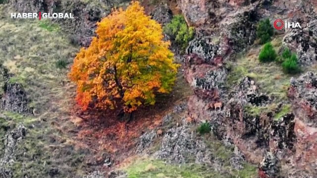 Tunceli’de, koruma altındaki yaban keçileri ile ayı dron kamerasında