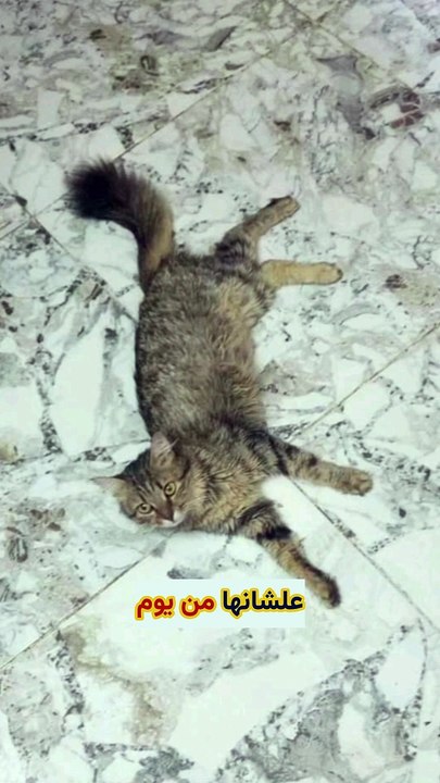 قطتي تاهت في حلوان
