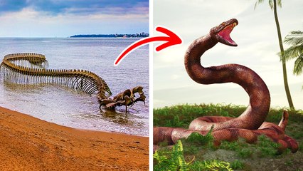 Découverte accidentelle du Titanoboa, le plus grand serpent jamais trouvé 🐍