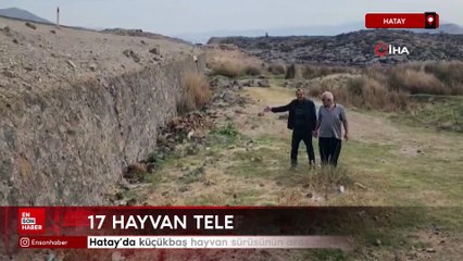 Hatay'da küçükbaş hayvan sürüsünün arasında otomobil daldı