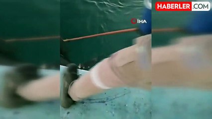 Denize Düşen Kedi Balıkçı Kepçesiyle Kurtarıldı