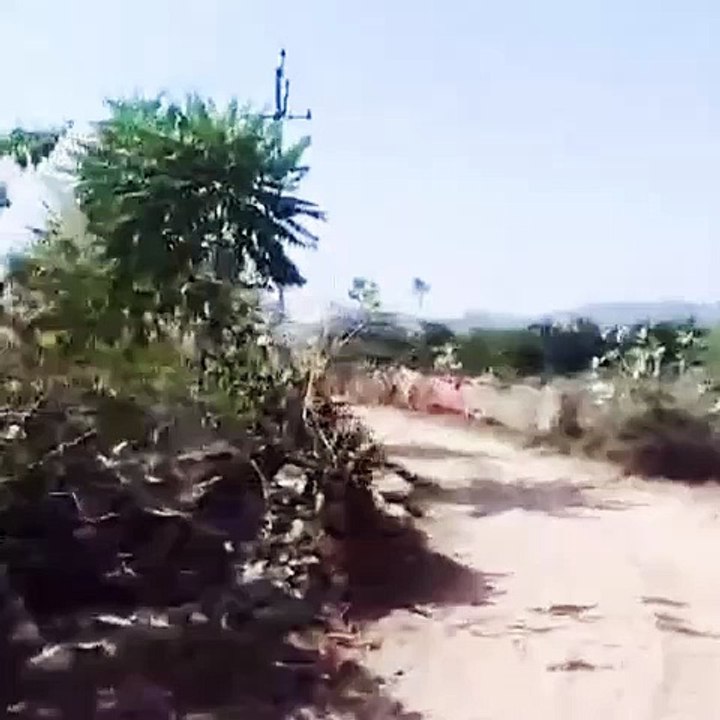 पुष्कर के आसपास के गांव में पैंथर ने लोगों को क...