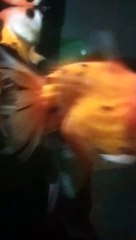 ikan hias