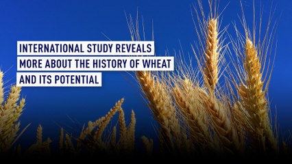 Uncovering Wheat's History & Future 🌾