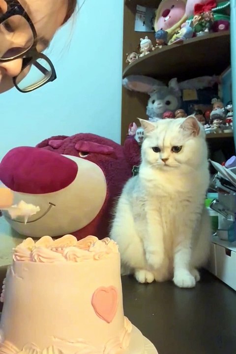 2024 best animals videos #cutecatvideos #funnycatvideos #cuteanimals #funny #reels #shortsvideo  #shorts #animal #funny animals #cat #animals #fyp