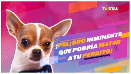 ¡Cuida a tu perro! La torsión gástrica puede ser m mortal