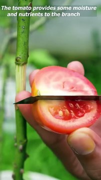 Best method of propagate roses by air layering with tomato #rose_plant #air_layering