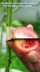 Best method of propagate roses by air layering with tomato #rose_plant #air_layering