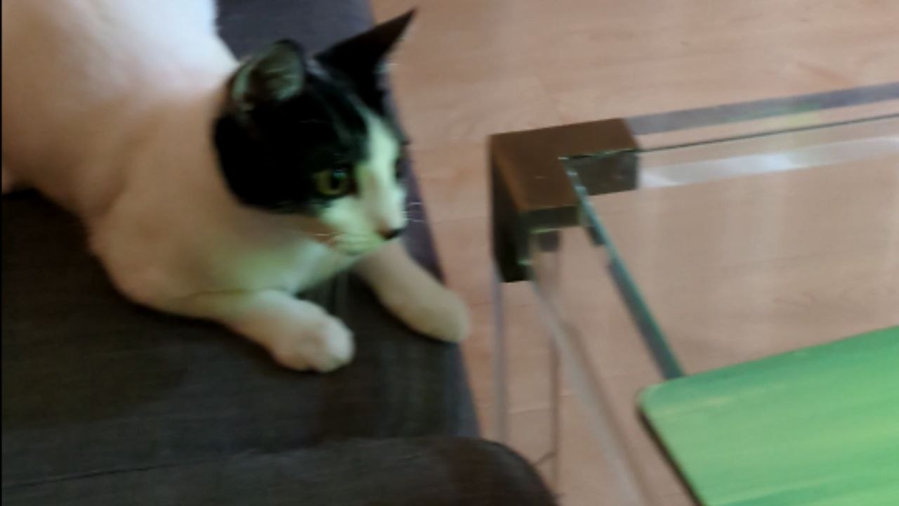 Cat ignores viral 'Spinning Cat Trend' and chooses to walks away