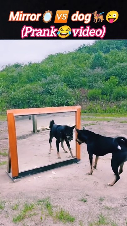 Mirrorprank‍ | animal Mirror pranks | animals prank | #trending #animal #nature