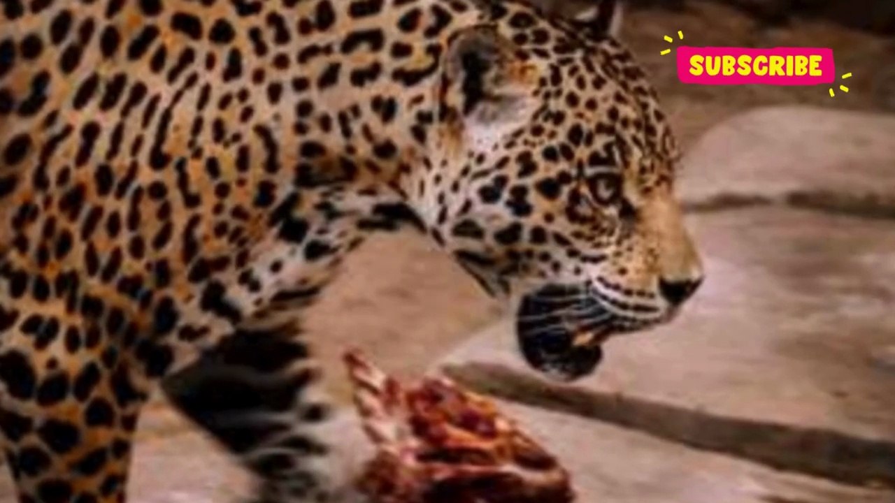 Tiger vs Jaguar _ Who Would Win In A Fight_