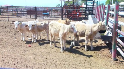 USDA visitará Coahuila para certificar ganado y abrir puertas a exportaciones