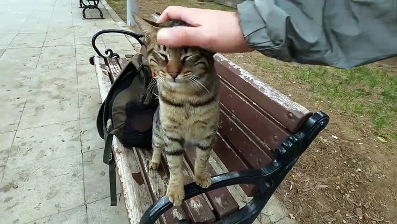 Stray cat asking for affection in a cute way