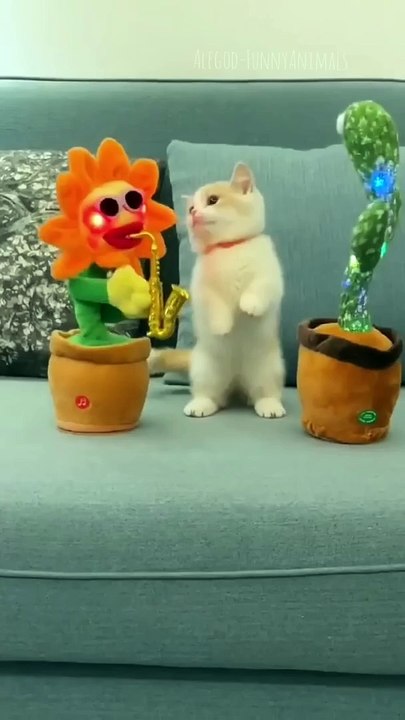 Funny animals 2023 - Funniest Cats and Dogs Video