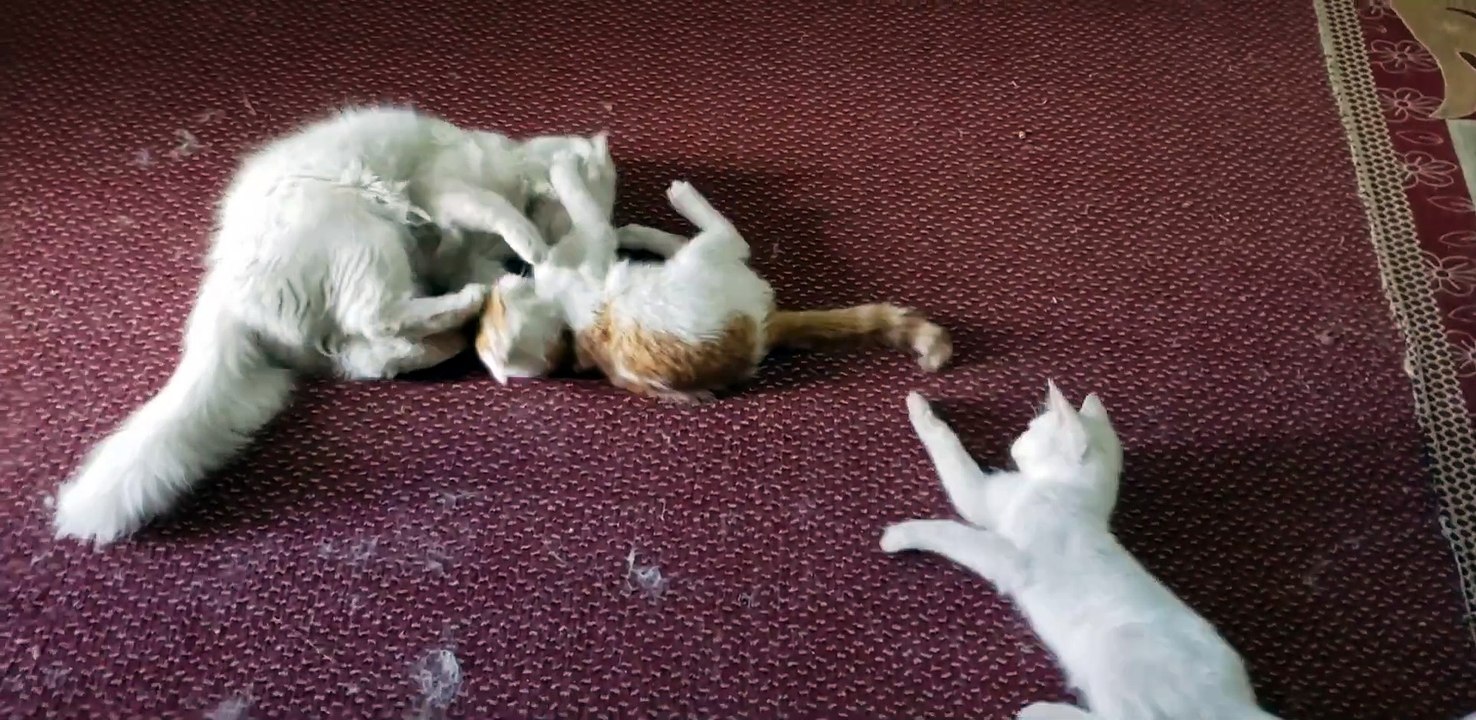Cute kittens playing with White persian cat