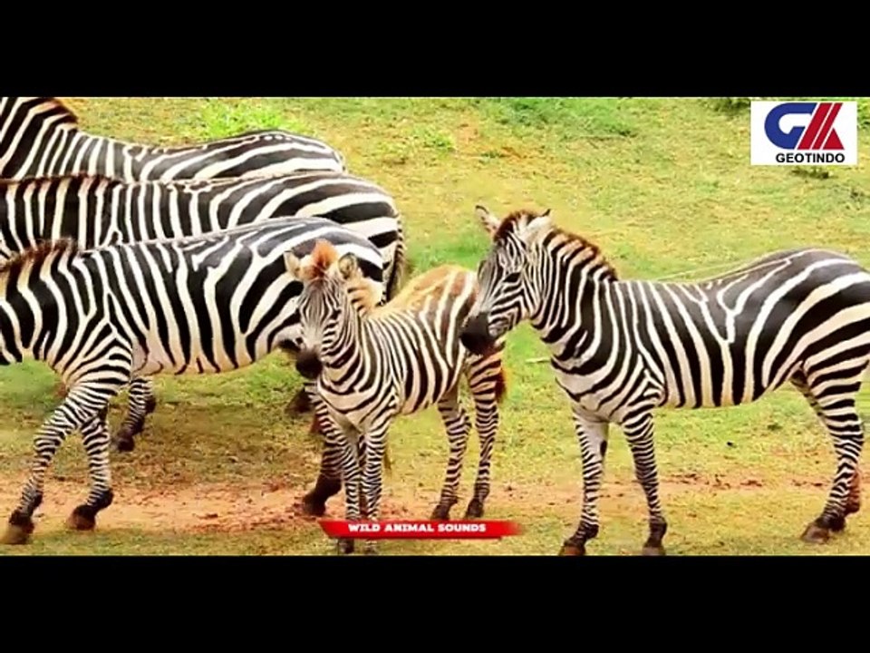 ANIMAL VIDEO1