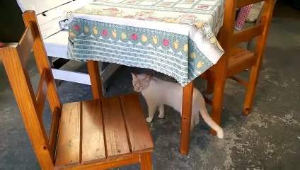 18-09-2023_09;23 - Meus gatinhos (uns já foram.).