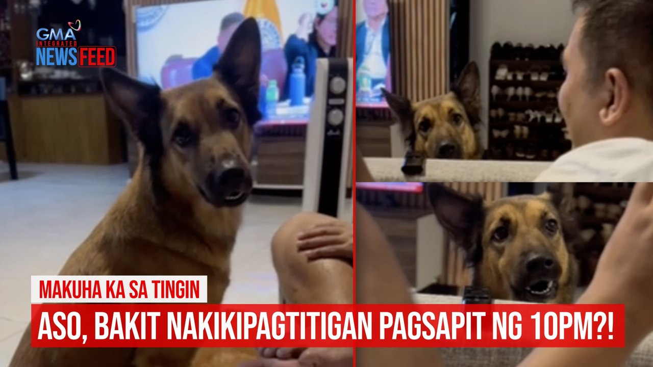 MAKUHA KA SA TINGIN  Aso, bakit nakikipagtitigan pagsapit ng 10PM?! | GMA Integrated Newsfeed