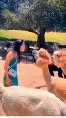 Kisi ko kiss krnay Ka Shok ha Tu ye Kar lo kiss .... Very funny video