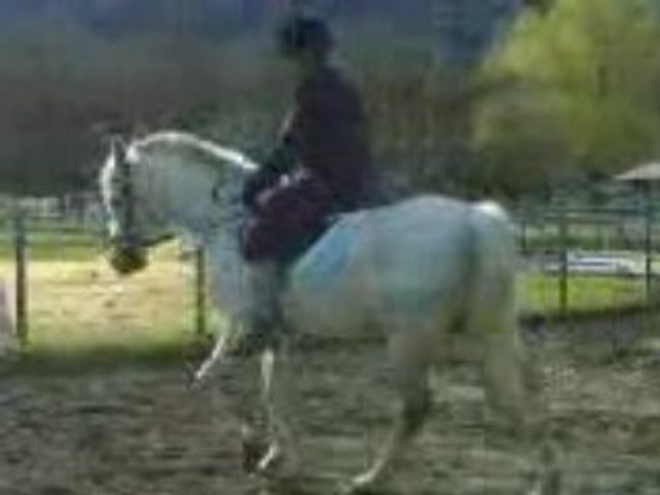 Le couple cheval cavalier