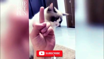 Hilarious Cats Compilation: The Funniest Cat Moments of the Year!