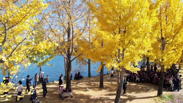 충북 괴산 '황금 터널' 은행나무길...늦가을 정취 '만끽' / YTN