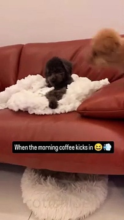 Dog Funny Video #21 (11-03-2024)