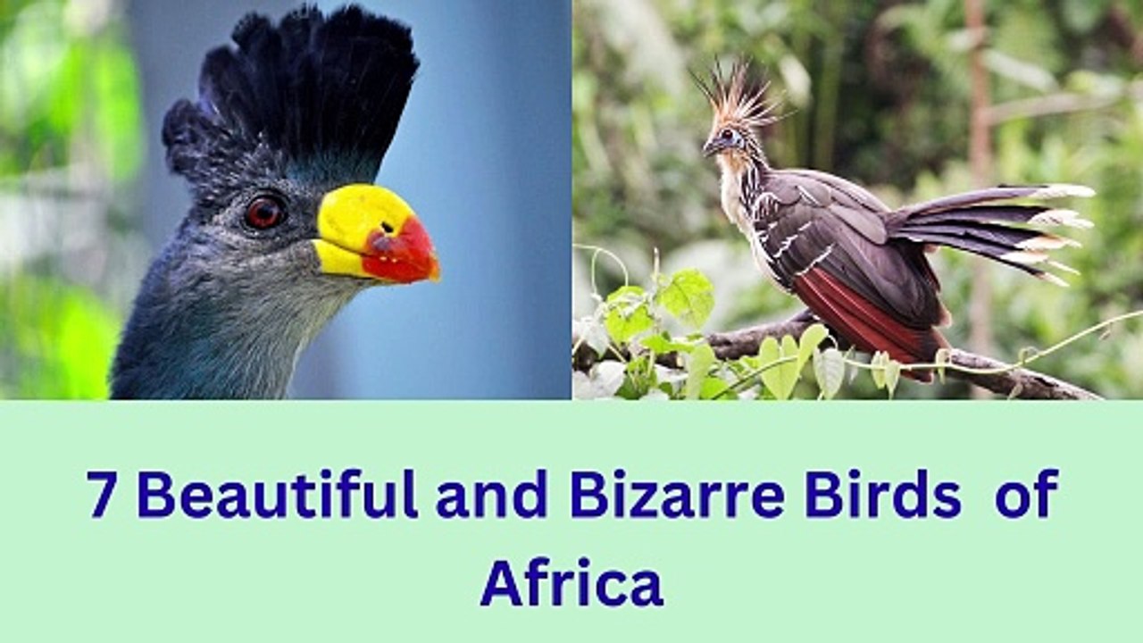 7 Beautiful and Bizarre Birds of Africa /beautiful unique birds