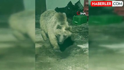 Şantiyeye Giren Ayı Vatandaşlar Tarafından Görüntülendi