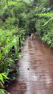 Gibbons couple enjoying rainy weather - cute animals videos