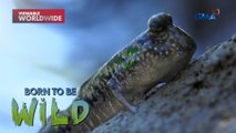 Mudskipper, napapalibutan ng basura sa Navotas City?! | Born to be Wild