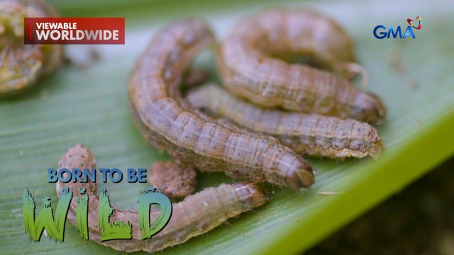 Taniman ng mais sa Cavite, pinugaran ng mga fall armyworm?! | Born to be Wild