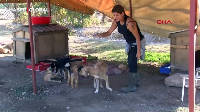 İzmir Foça'dan yürekleri ısıtan haber: Arazi kiralayıp can dostlarına yuva yaptılar